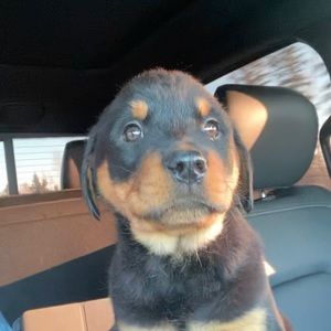 Meet your Posher, Pierce